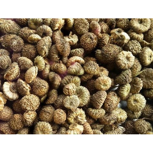 akarkara-seeds