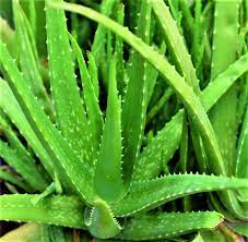aloevera-leaves