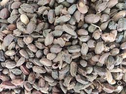 dry-neem-seeds