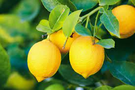 lemon-fruits