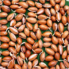 mahua-seed