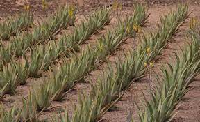 medicinal-cultivation-plants-training-workshop