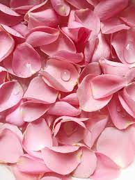 pink-rose-petal