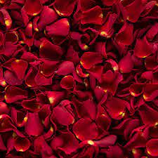 red-rose-petal