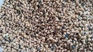 sarpgandha-seeds
