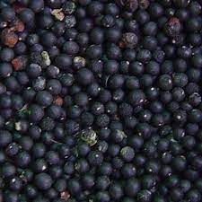 shatavari-seeds