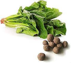 spanish-seeds