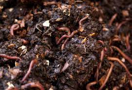 vermicompost-organic-fertilizer-training