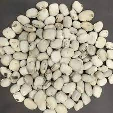 white-kotch-seed